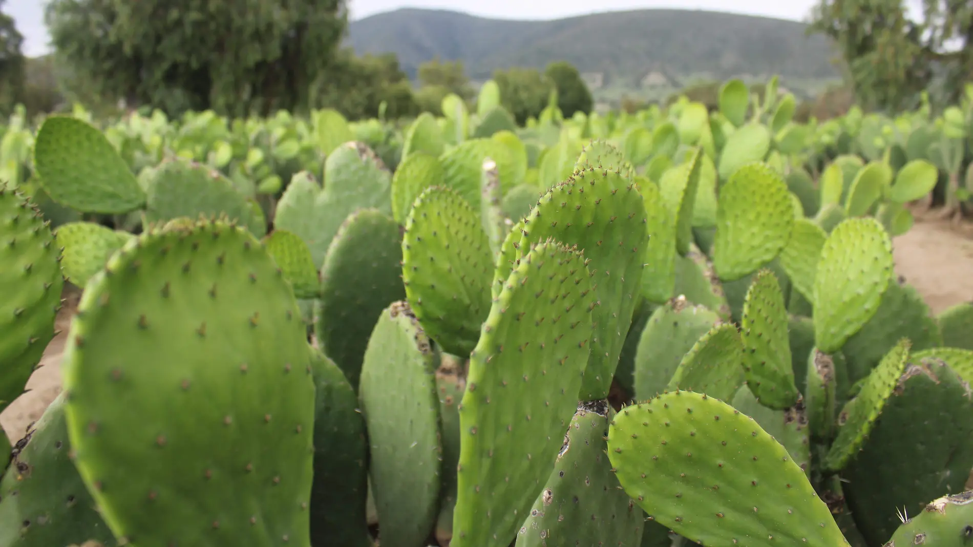 nopal archivo